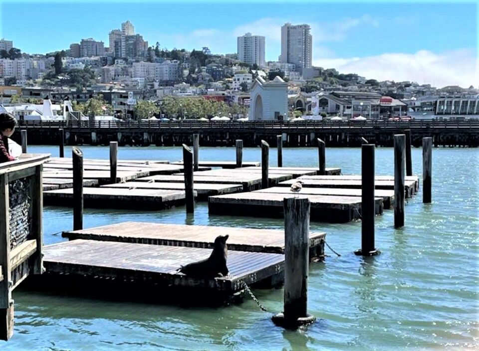 San Francisco, Pier 39, Wasser, Sonne, Seelöwe