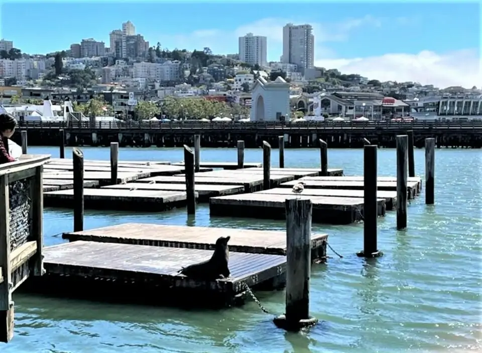 San Francisco, Pier 39, Wasser, Sonne, Seelöwe